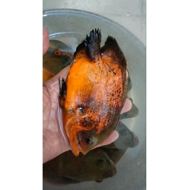 Oscar tembaga merah Short Body