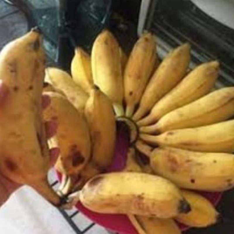 

buah pisang susu