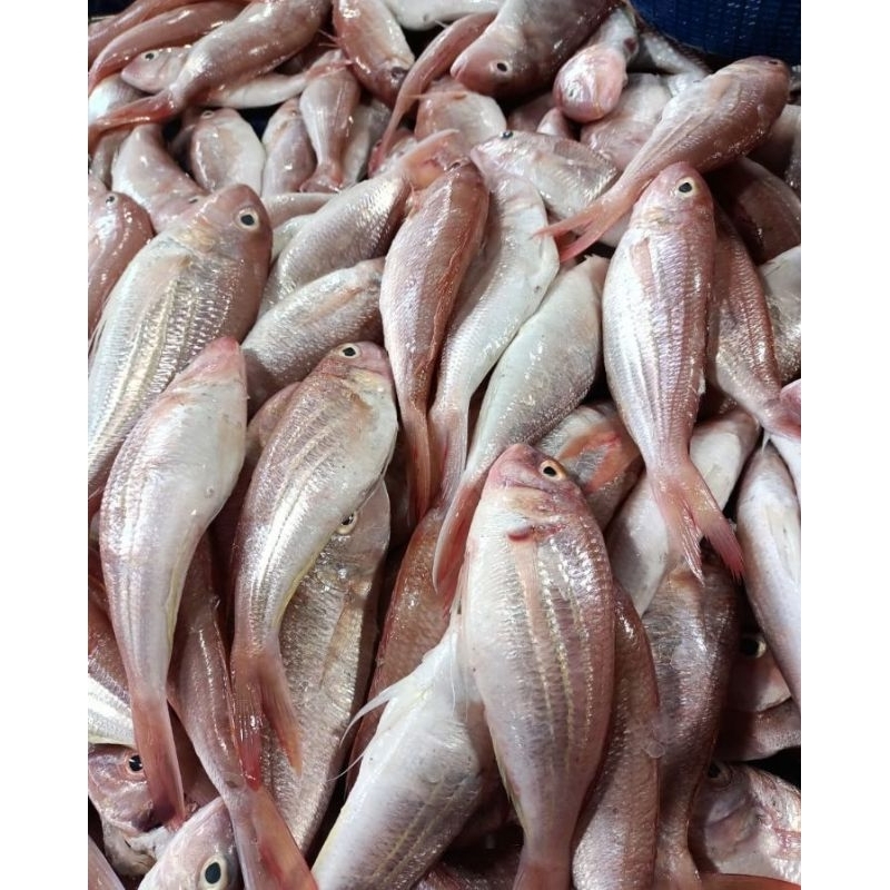 

Ikan Fresh Merah