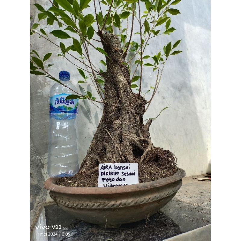 bahan bonsai kimeng jumbo 𝙧𝙚𝙖𝙡 𝙥𝙞𝙘𝙩