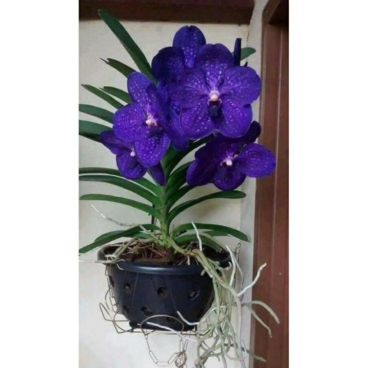 Anggrek Vanda ungu dewasa ( ungu muda)