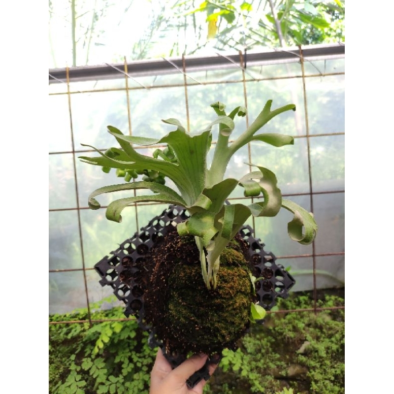 platycerium alcicorne cv. medusae