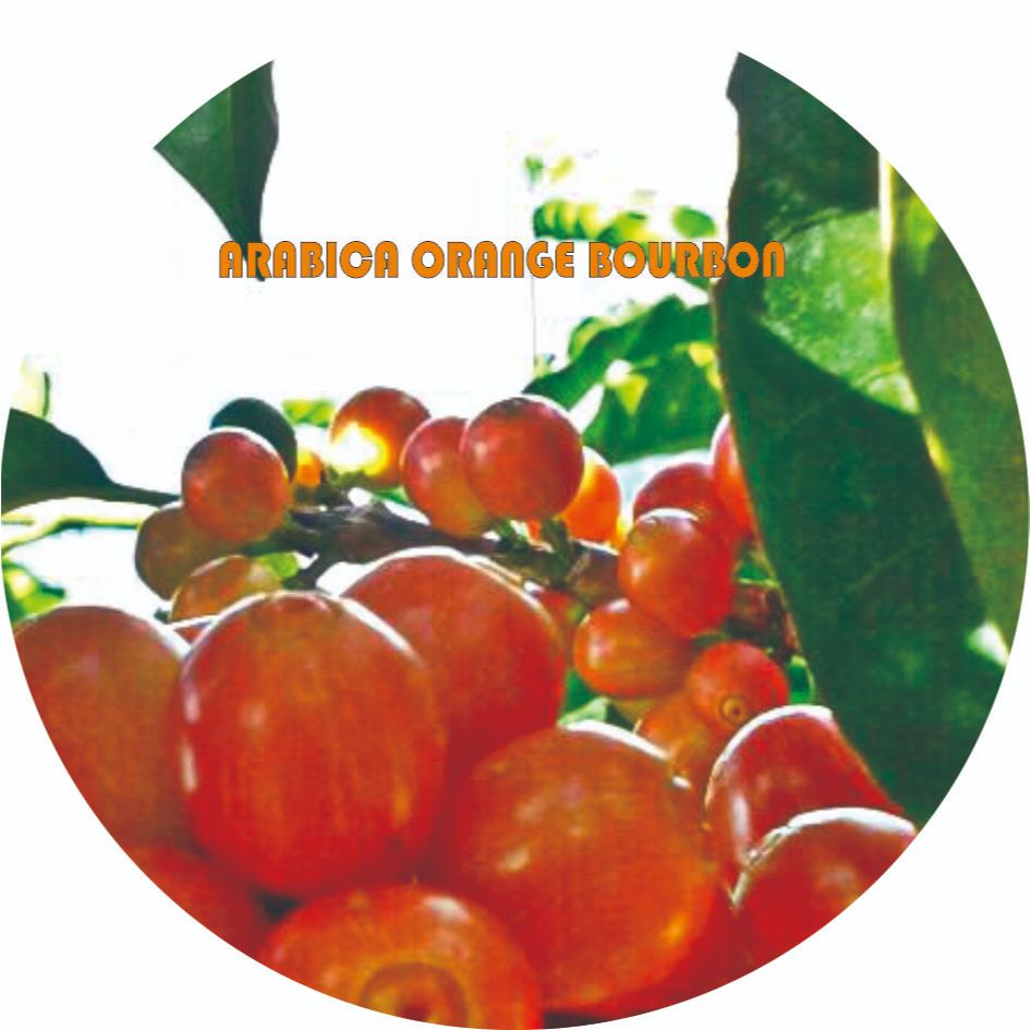 

GREEN BEANS ORANGE BOURBON