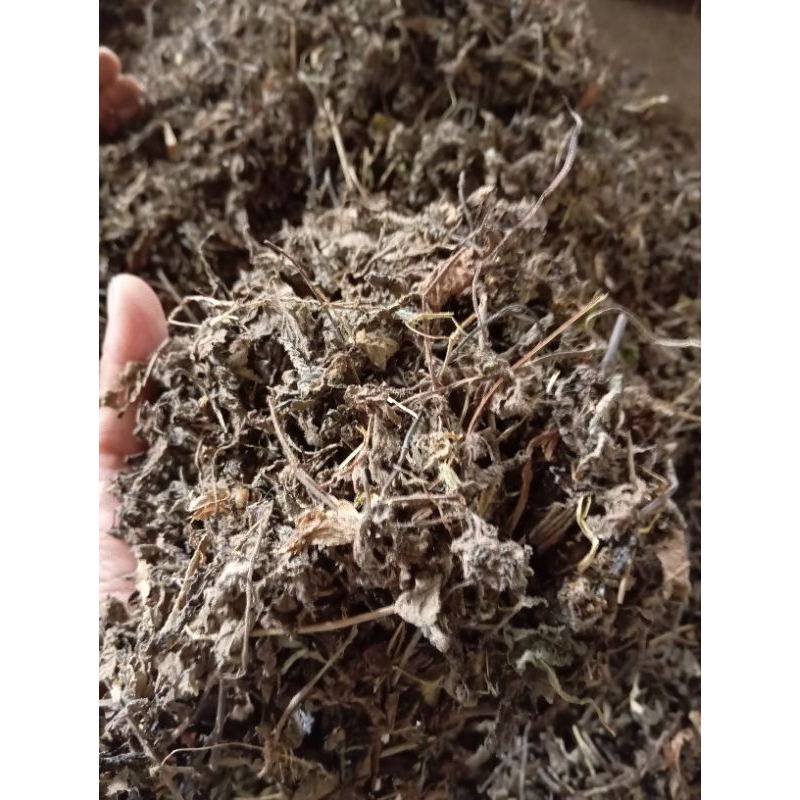 

Daun Cingcau hitam, Liang teh berkualitas 1Kg