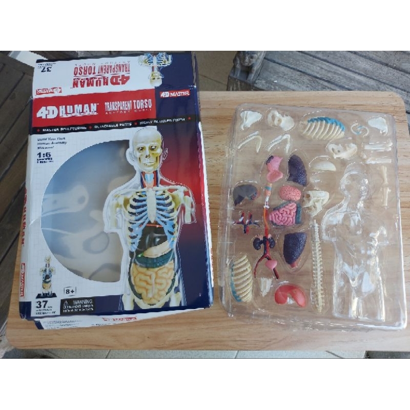 4d master anatomy human body tranparent torso