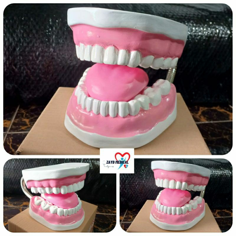PHANTOM MANIKIN MODEL GIGI ANAK/ MANIKIN PERAGA GIGI ANAK BESAR