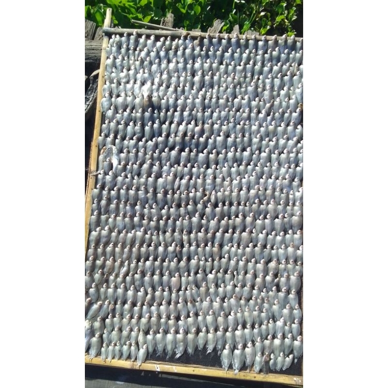 

Ikan kering sapat/sepat