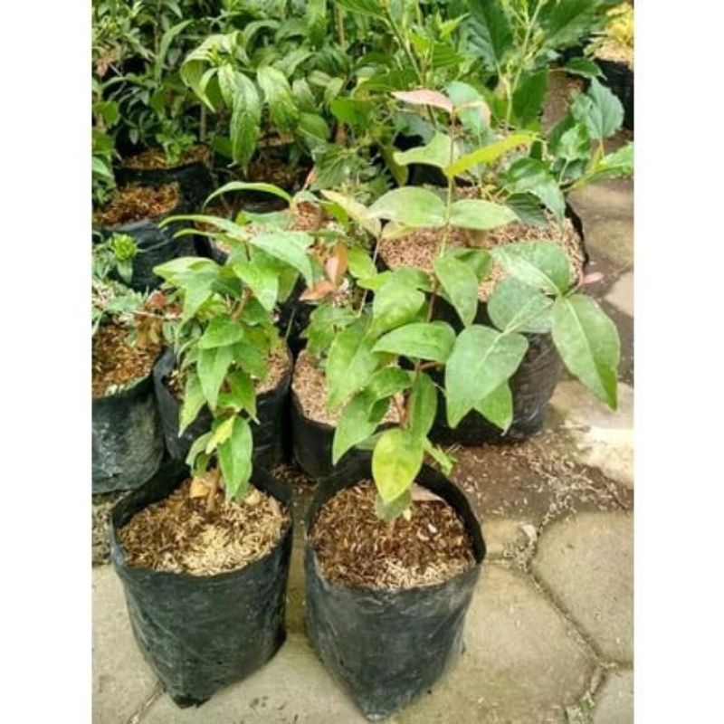 Bibit Cermai Belanda/Dewandaru