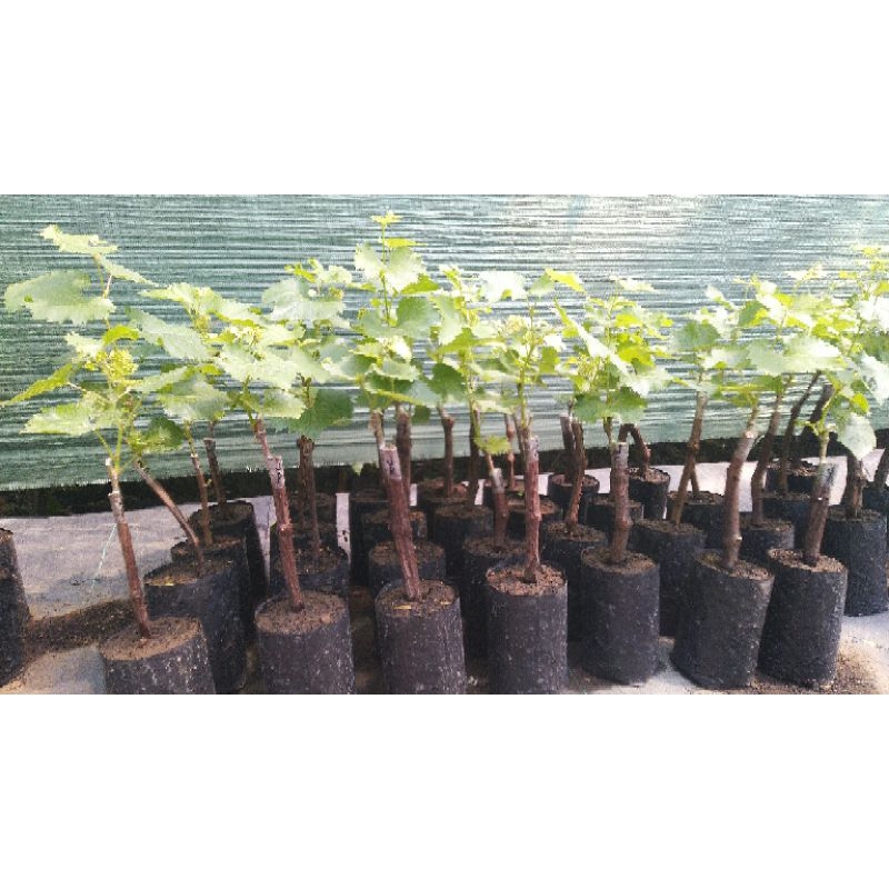 bibit anggur import Jupiter batang bawah besar. tinggi rata" 50 - 60 cm