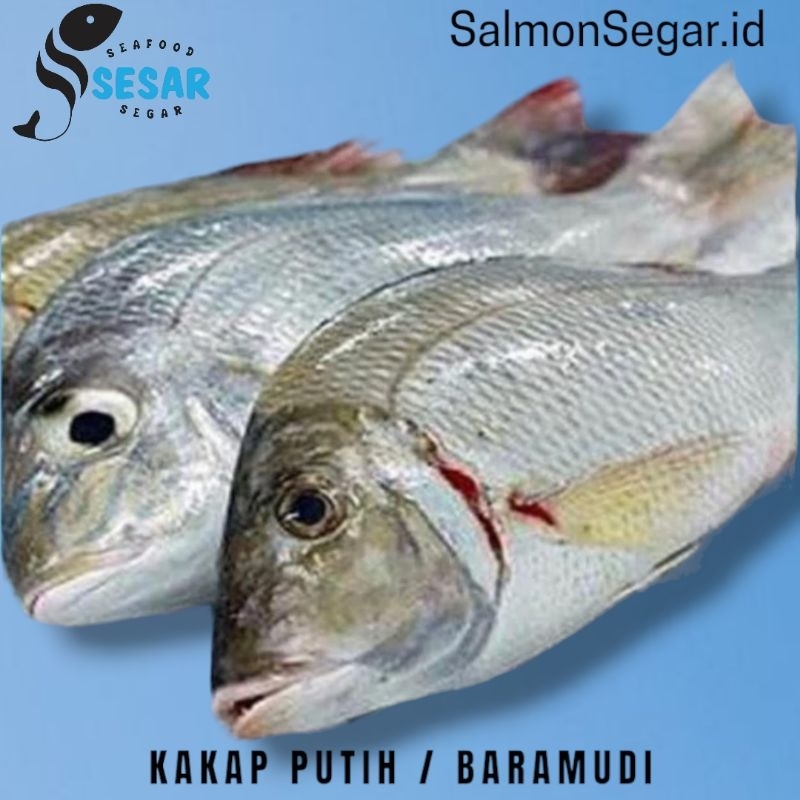 

Ikan Kakap Putih Segar - Ikan Baramundi Jumbo