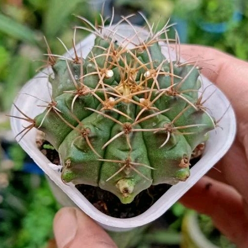 Tanaman Hias Kaktus Gymno Miha Orange Seedling