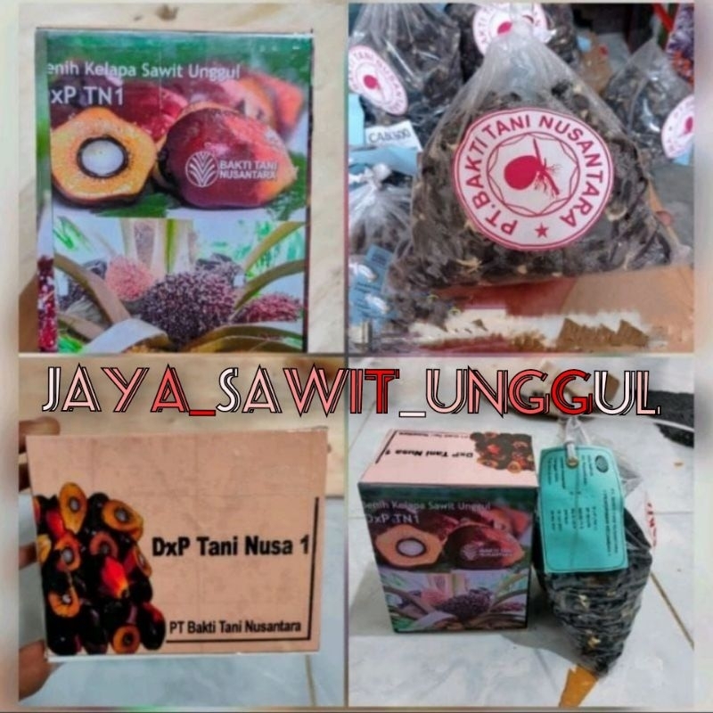Benih polong sawit DxP TN1