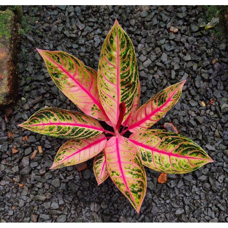 Aglonema Pos mutasi / aglonema red sumatra mutasii / Koleksi