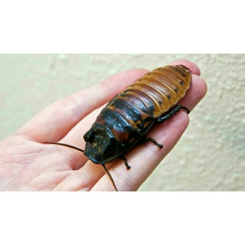 mainan anak kecoa madagaskar