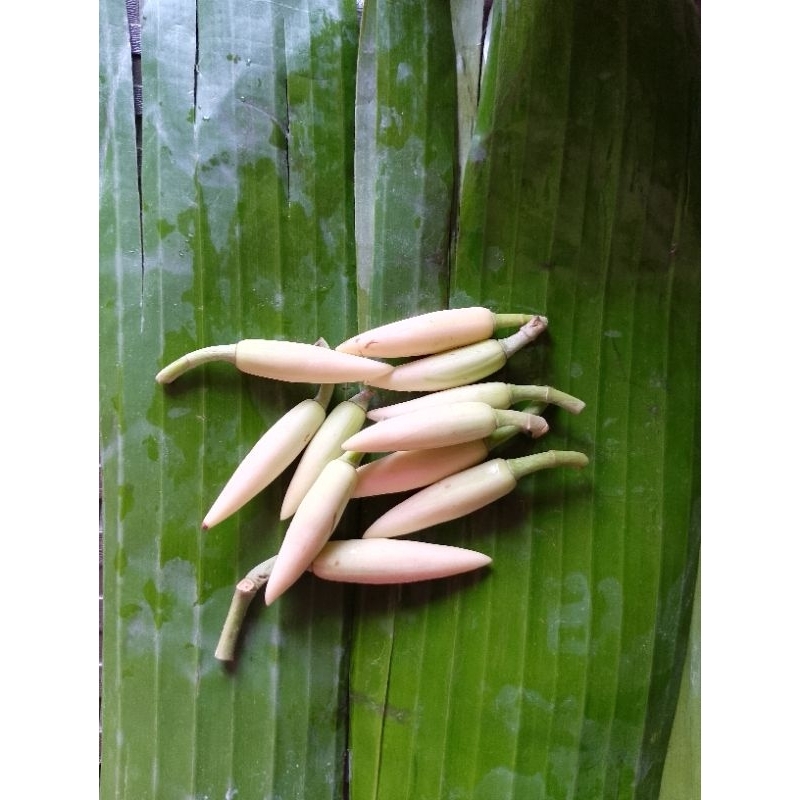 Bunga kantil putih/bunga kantil kuning/bunga kantil mekar/kantil sepasang