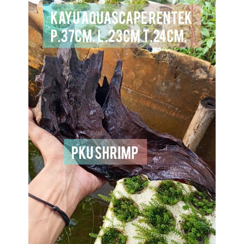KAYU RENTEK AQUASCAPE JUMBO SIZE XL (bentuk random)