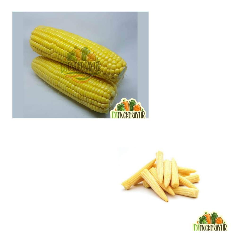 

Jagung / Jagung Semi [ Jagung Muda ]