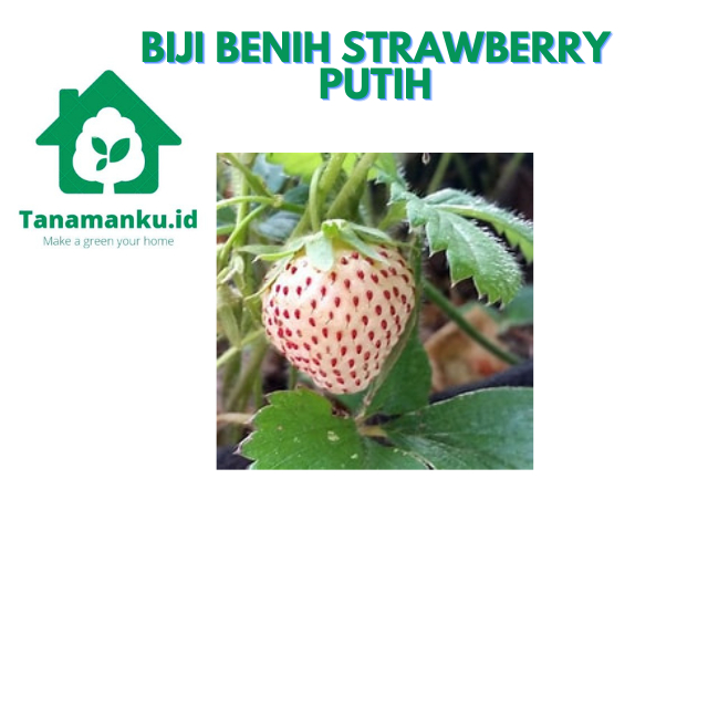 Bibit Benih Buah Strawberry Putih isi 10 F1