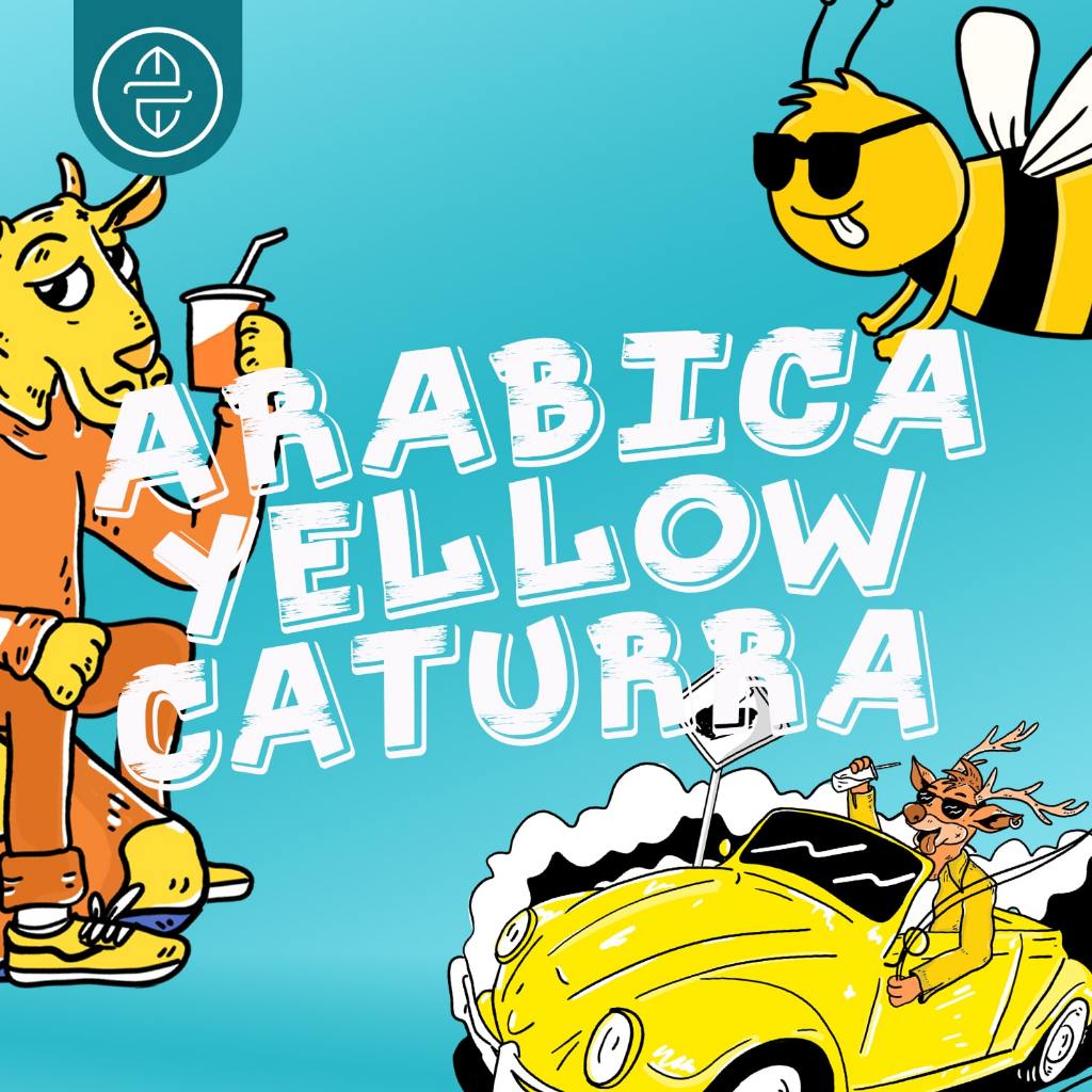 

Single Origin Kaman Coffee Roaster : Arabica Yellow Cattura