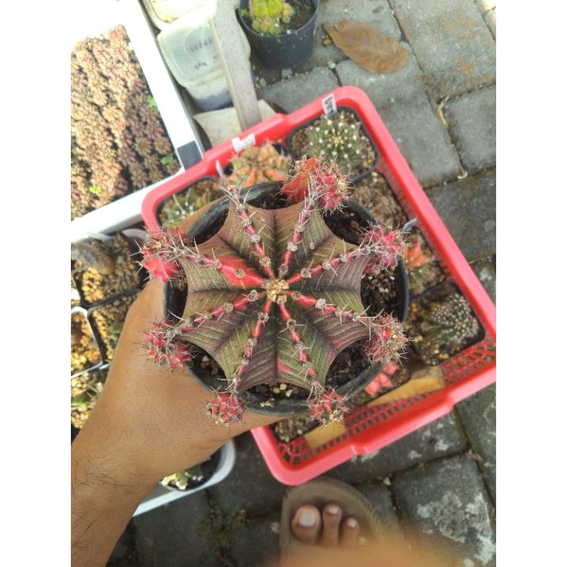 Gymno miha starfire indukan