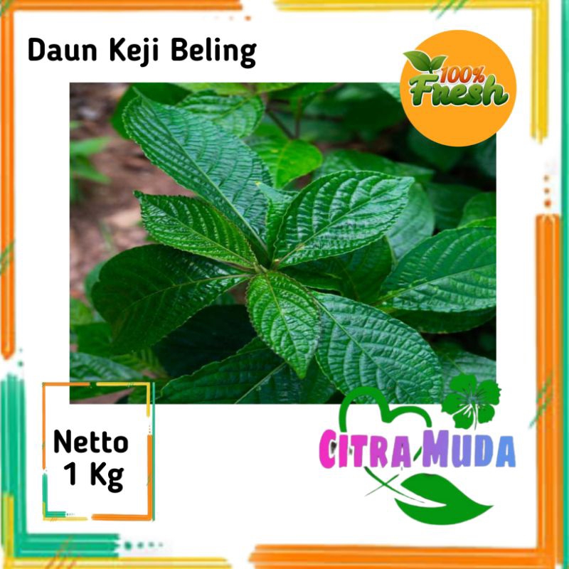 

Daun Keji beling segar 1Kg petik langsung