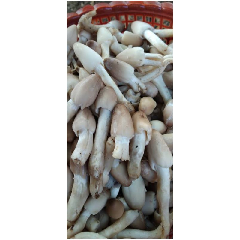 

Jamur Merang 250gr Jamur Kelapa Sawit segar