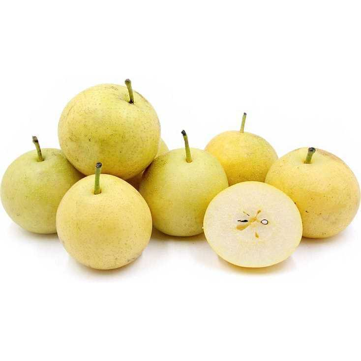 

BUAH PEAR CENTURY