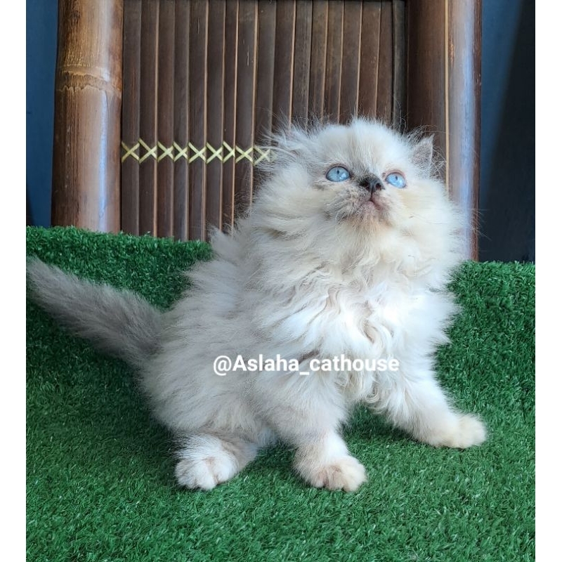 Anak kucing anggora/kitten Persia flatnose/kitten himalaya/kucing Persia jantan/kucing himalaya jant