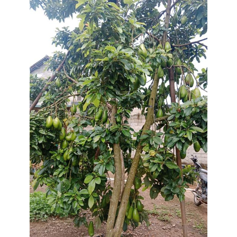 Bibit alpukat siger 1/sibatu asli lampung timur  (bibit jumbo)tinggi 80-100cm