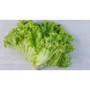 

Slada hijau slada lalapan