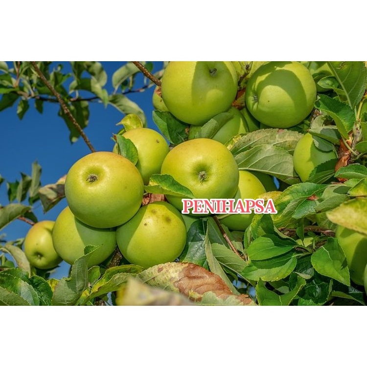 Bibit Apel Hijau Batang Besar Siap Berbuah