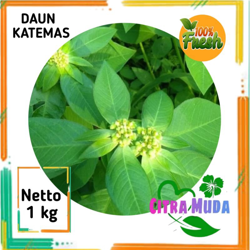 

Daun KATEMAS/Segar1kg
