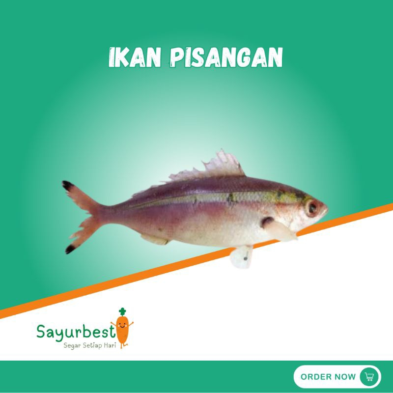 

Ikan Pisang Pisangan 500 gram