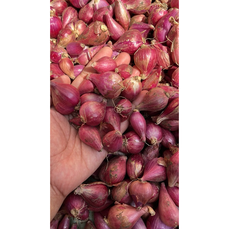 

bawang merah brebes