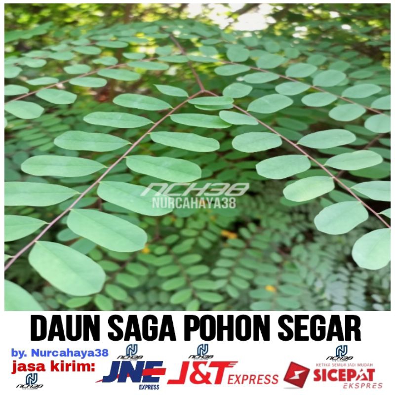 Daun saga pohon segar | Daun herbal saga pohon segar 250 gram