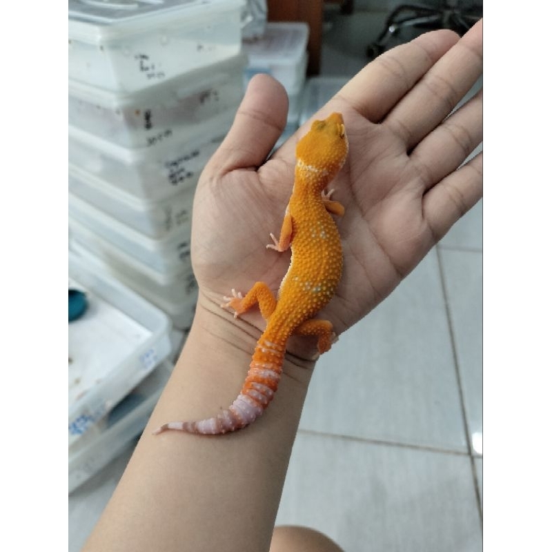 Mainan anak Leopard Gecko Sunglow Tomato poss Giant female, pilih sesuai foto