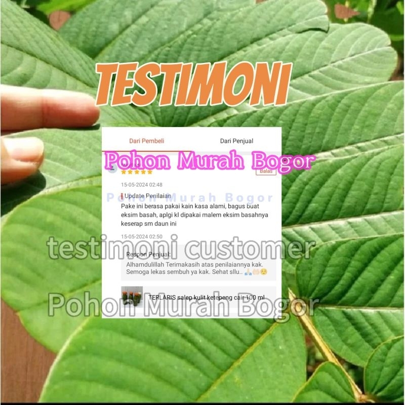 DAUN KETEPENG SEGAR 50GR  / DAUN KIMANILA / DAUN KUPANG / DAUN GATAL KULIT