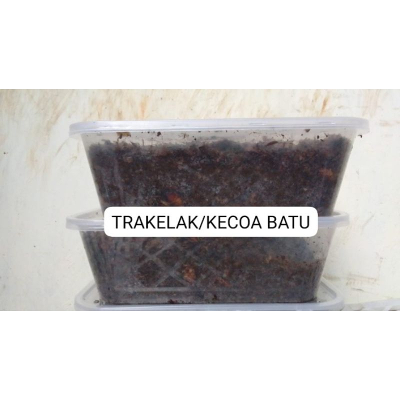 umpan ceremende kecoa batu