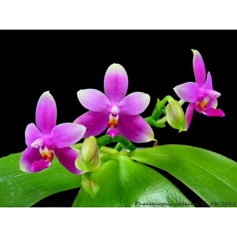 Anggrek Phalaenopsis Violacea