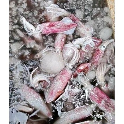 

Baby cumi fresh 500gr