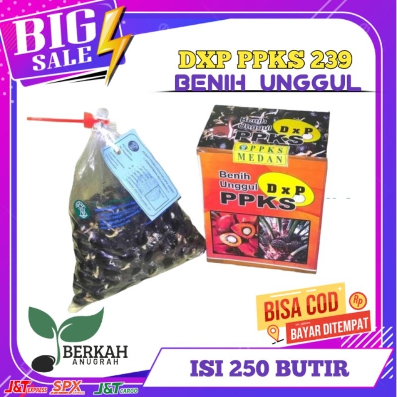 BENIH KECAMBAH SAWIT DXP PPKS 239 MEDAN