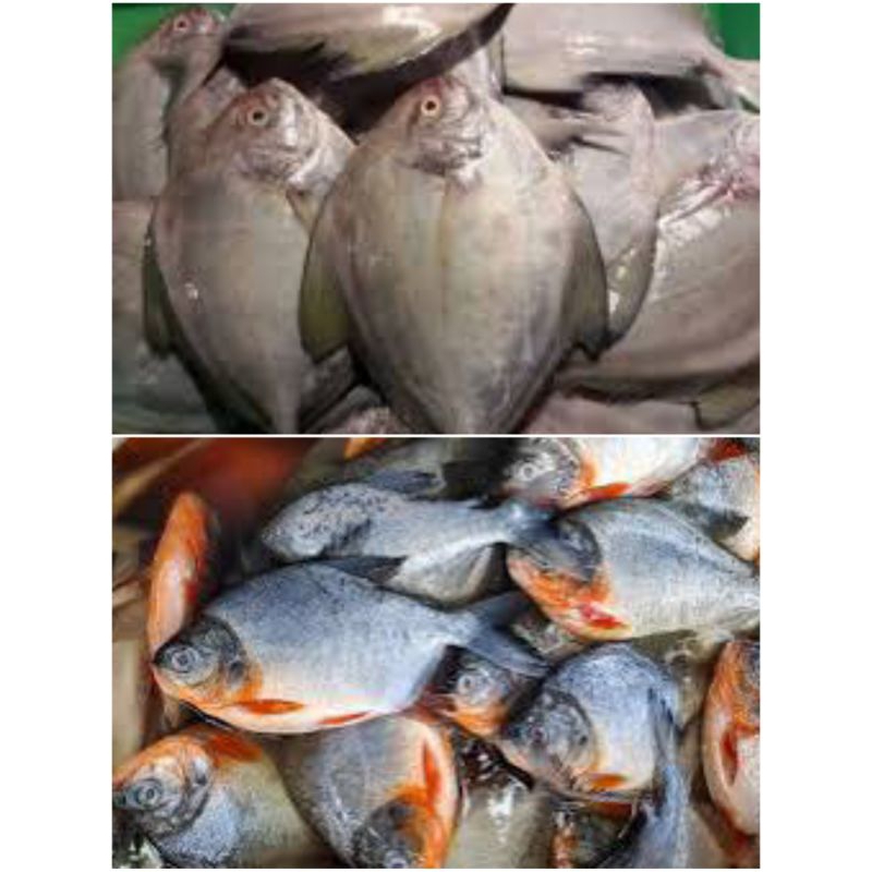 

Ikan bawal tawar, bawal laut