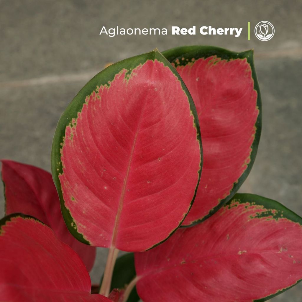 Aglonema Red Cherry