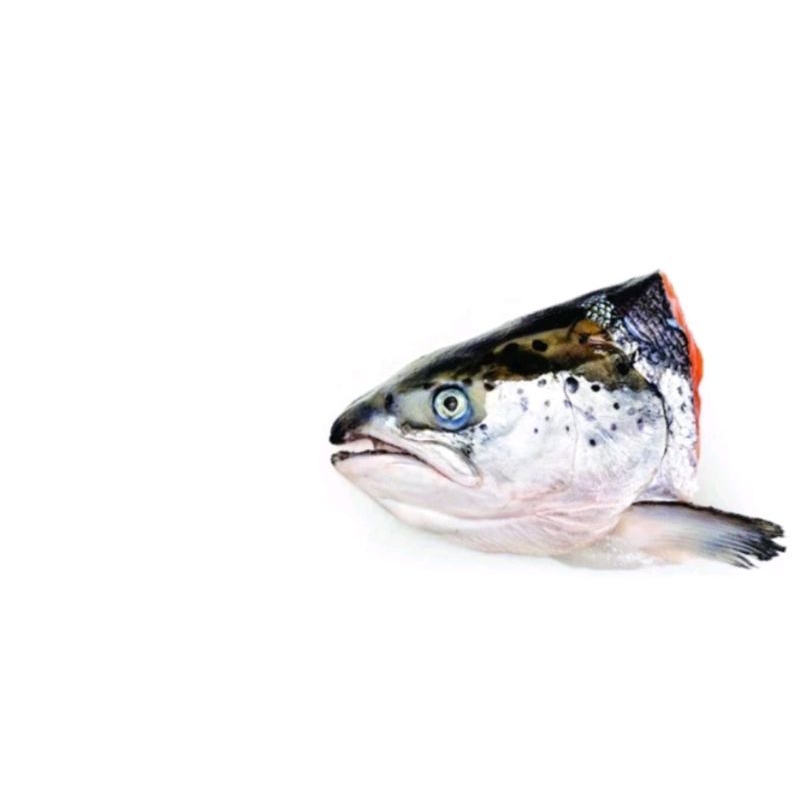 

AFGC Kepala Ikan Salmon / Salmon Fish Head peack 1KG (ISI 2-3PCS)