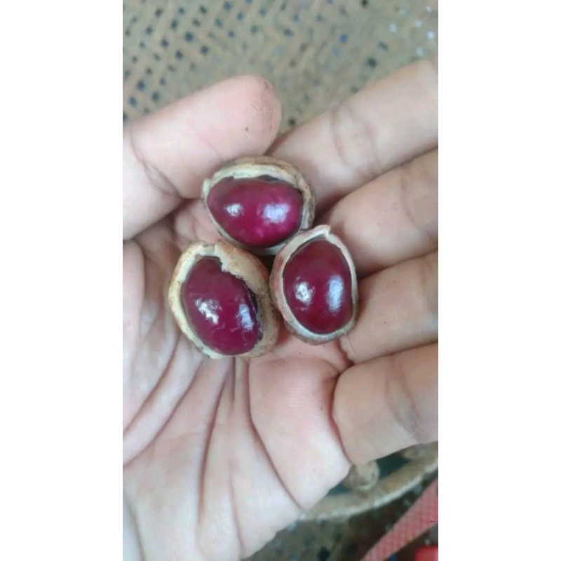 

Kacang Manila Mentah