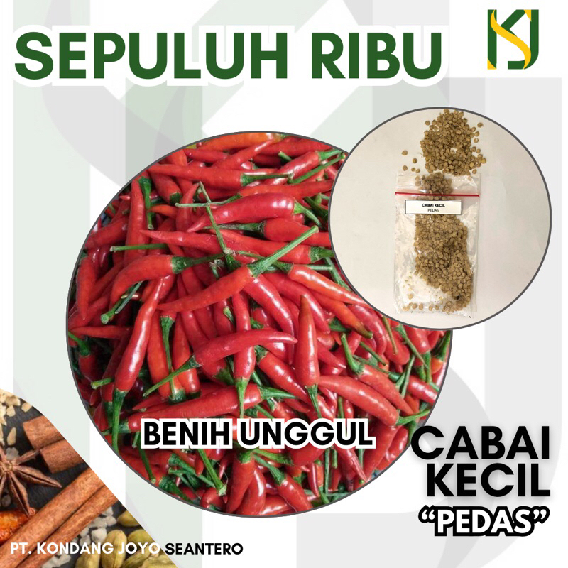 BENIH CABAI KECIL SEPULUH RIBUAN KUALITAS UNGGUL