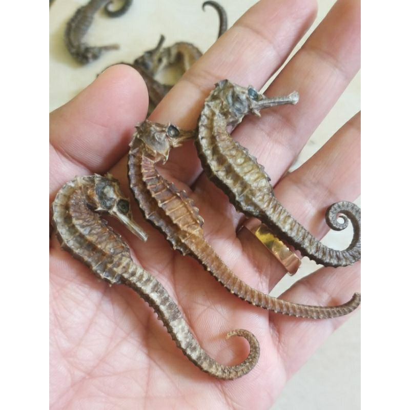 

KUDA LAUT KERING UK 5-6CM | KUDA LAUT ORIGINAL JOSS