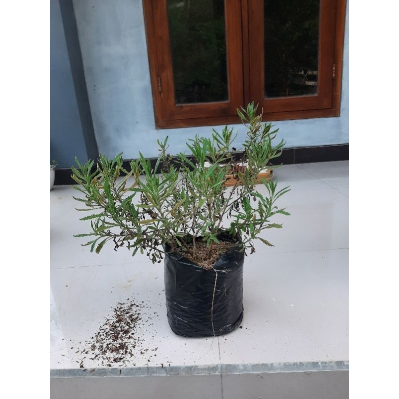 Tanaman lavender besar (Gold Creek & french)