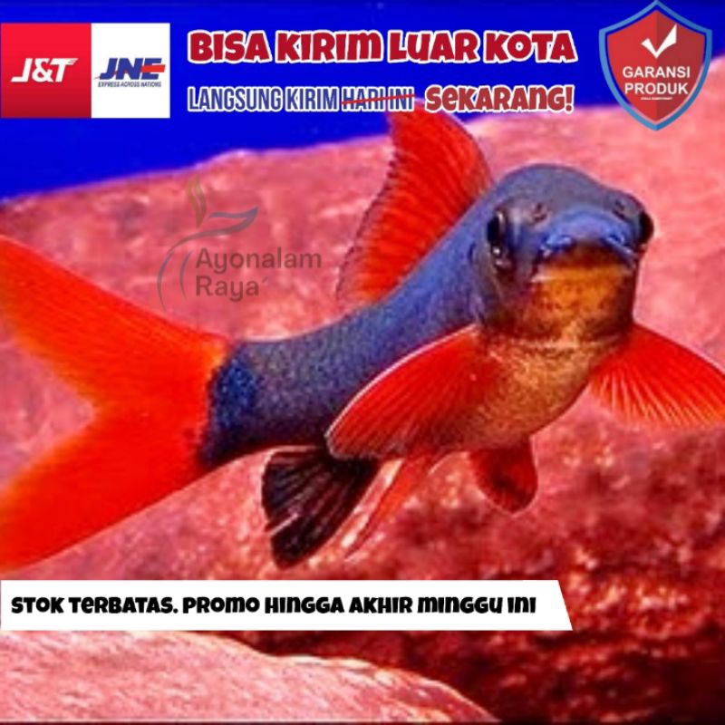 Ikan Hias Redfin Shark - Ikan Pembersih & Pemakan Kotoran Aquarium