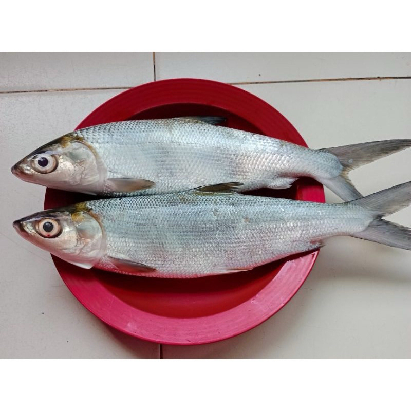 

IKAN BANDENG SEGAR BESAR ( 1 KG ISI 1-2 EKOR)